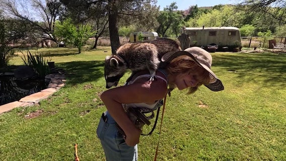 Arizona companies training animals for film productions as new incentives bring more productions to the state