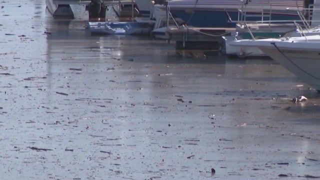 Lake Pleasant marina plagued with debris from snowmelt