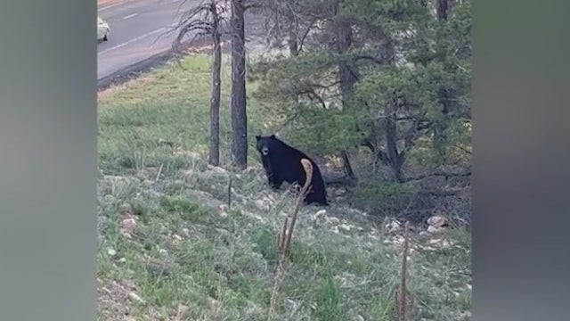 Bear spotted on I-40 in Flagstaff