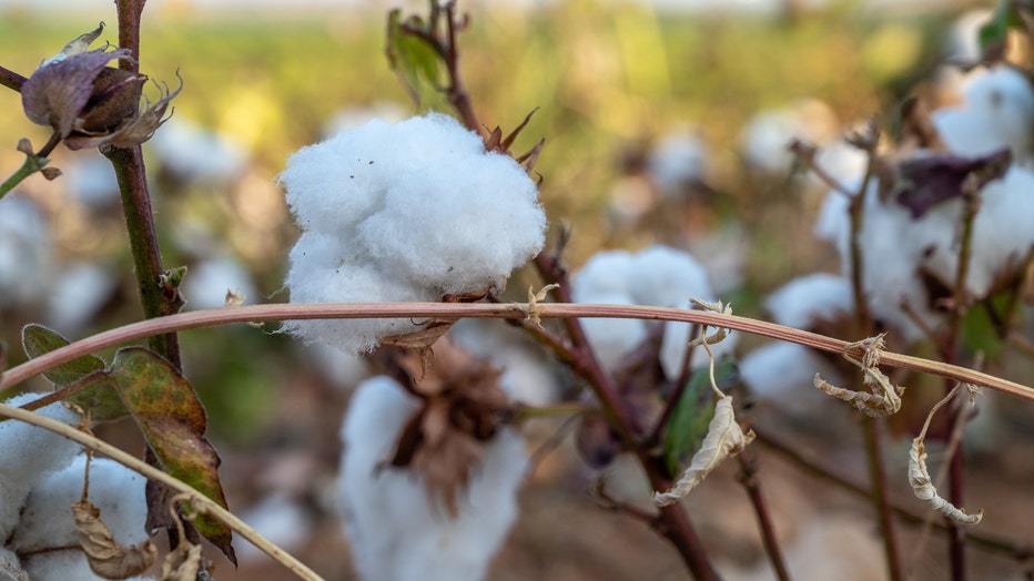 Cotton in the field (Photo by: Edwin Remsberg/VWPics/Universal Images Group via Getty Images)