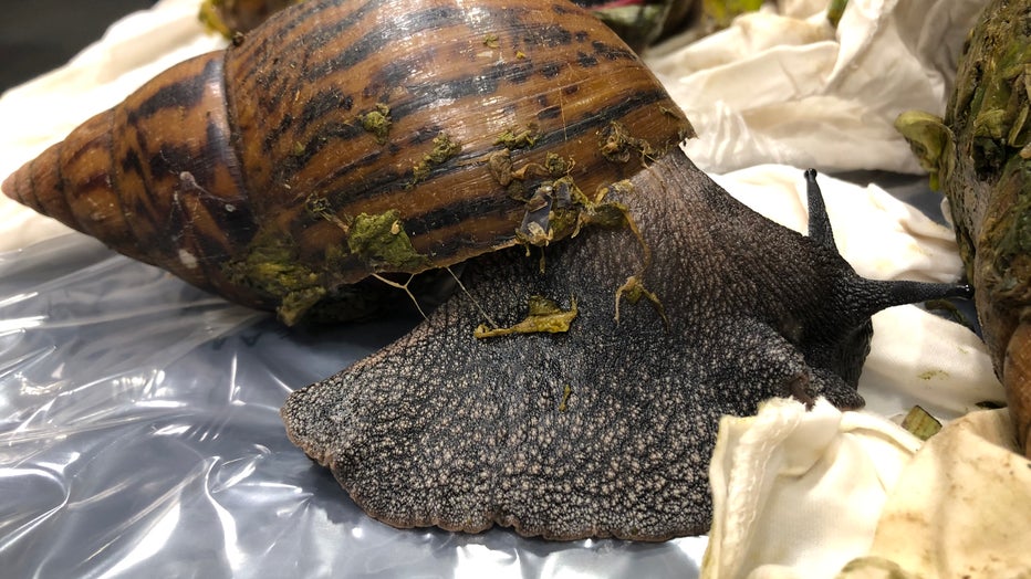 ca683760-GIANT-SNAILS-CONFISCATED-BY-CBP-1.jpg