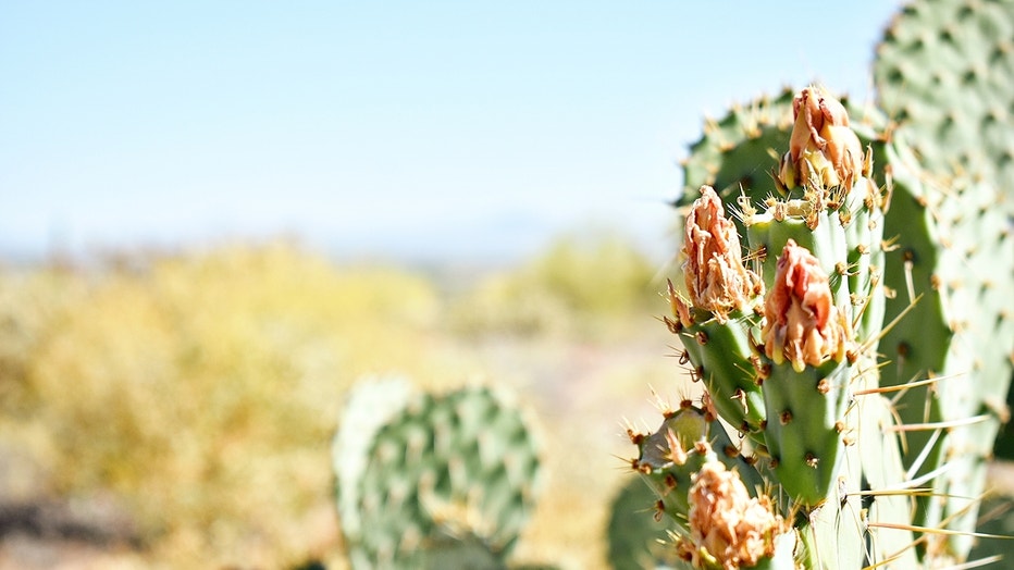 A cactus looks even better when its not so hot outside! Enjoy the weekend, and stay safe out there! Thanks Kya Petersen for sharing this great photo!
