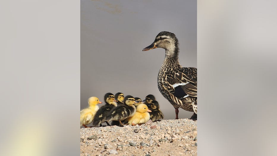 Look at a mother getting all her baby ducks in a row! Photo by Laurie Martin.
