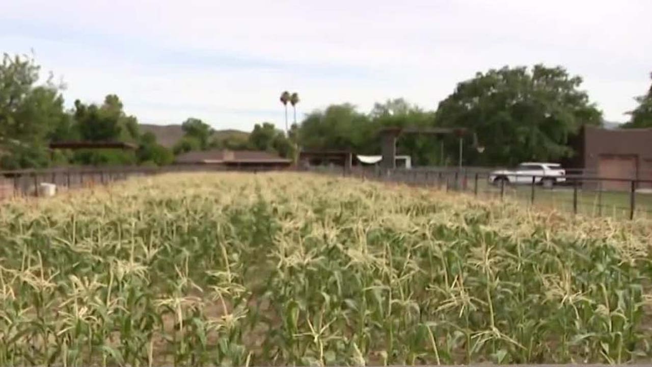 All About Arizona Corn Harvest - UDA