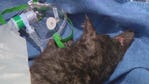 Firefighters save kitten found in burning ash of fire at south Phoenix recycling plant