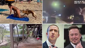 Dingo bites tourist, Zuckerberg-Musk cage match, Florida 'meth island': This week's unusual headlines