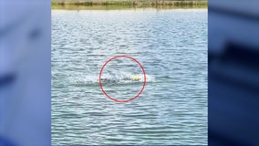 VIDEO: Florida gator attacks object that was trespassing in his territory