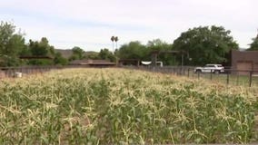 Corn harvest a success despite wet weather in Phoenix