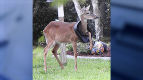 Pregnant deer in Florida delivers baby while neck, leg trapped in trash can lid for months