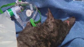 Firefighters save kitten found in burning ash of fire at south Phoenix recycling plant