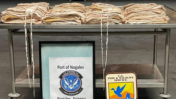 CBP seizes $2.7M worth of endangered fish bladders in Arizona