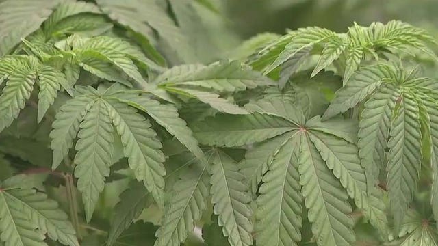 Marijuana products under recall in Arizona amid fungus, lead contamination worries: AZDHS