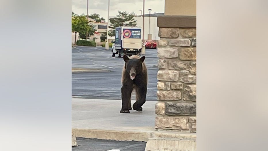 A bear in Prescott Valley.