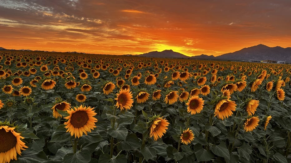 An amazing look at sunflowers and the sunset as we get that much closer to the weekend!