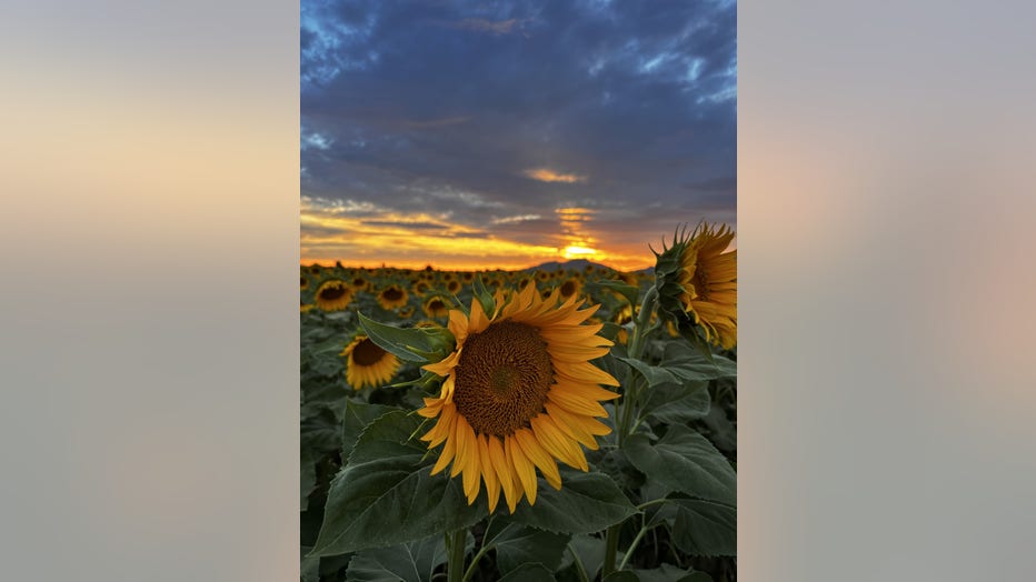 The sunset pairs well with these sunflowers! Thanks Vanessa Diaz for sharing!