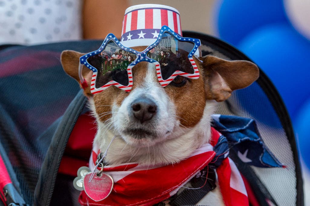 Dog owners seek solutions for pets' Fourth of July fireworks anxiety ...