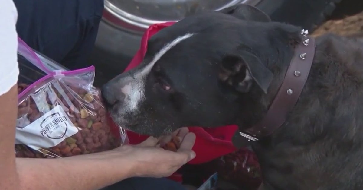 Arizona nonprofit helps pets affected by house fires | FOX 10 Phoenix
