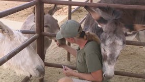 Despite end to Rio Verde water battle, one donkey sanctuary is struggling: 'It's just the worst'