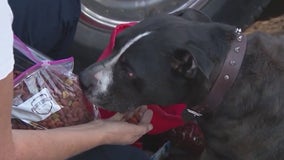 Arizona nonprofit helps pets affected by house fires