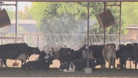 Keeping the dairy cows cool at Kerr Family Farm in Arizona's summer heat