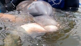Dolphin and her baby rescued after being trapped in pond for 2 years