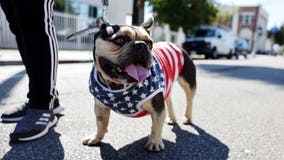 Dog owners seek solutions for pets' Fourth of July fireworks anxiety