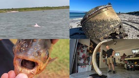 Rare pink dolphin, unknown object on beach, cocaine sharks: This week's offbeat headlines