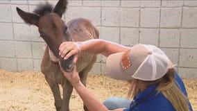 Rescuers save colt abandoned by herd in northern Arizona
