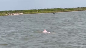Rare pink dolphin spotted in Gulf of Mexico could be famous 'Pinky': 'I have never seen anything like it'