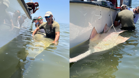 13-foot endangered fish found off Florida coast for first time in decades: 'I lost my calm and screamed'