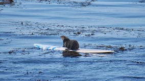 Surfboard-stealing otter not taking the 'bait' as wildlife officials try to catch her
