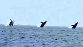 Family captures ‘stunning’ video of synchronized whale breach off Cape Cod