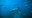 Drug-addicted 'cocaine sharks' may be devouring dumped drugs off Florida coast
