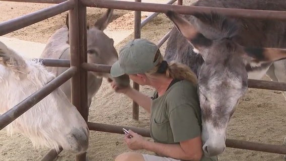 Despite end to Rio Verde water battle, one donkey sanctuary is struggling: 'It's just the worst'