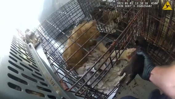 Watch: Dozens of dogs rescued from hot U-Haul truck