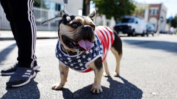 Dog owners seek solutions for pets' Fourth of July fireworks anxiety