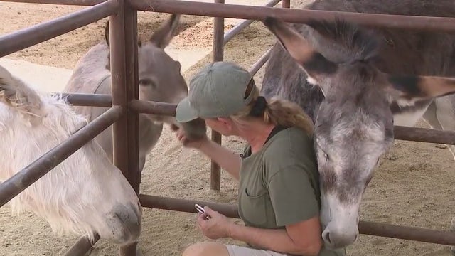 Despite end to Rio Verde water battle, one donkey sanctuary is struggling: 'It's just the worst'