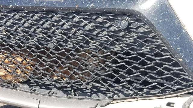 Arizona driver finds bobcat under hood of car