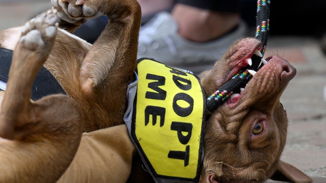 World's cutest rescue dog contest: People magazine, Pedigree team up for special pups