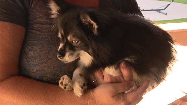 Coyote incidents leaving some Sun City residents worried