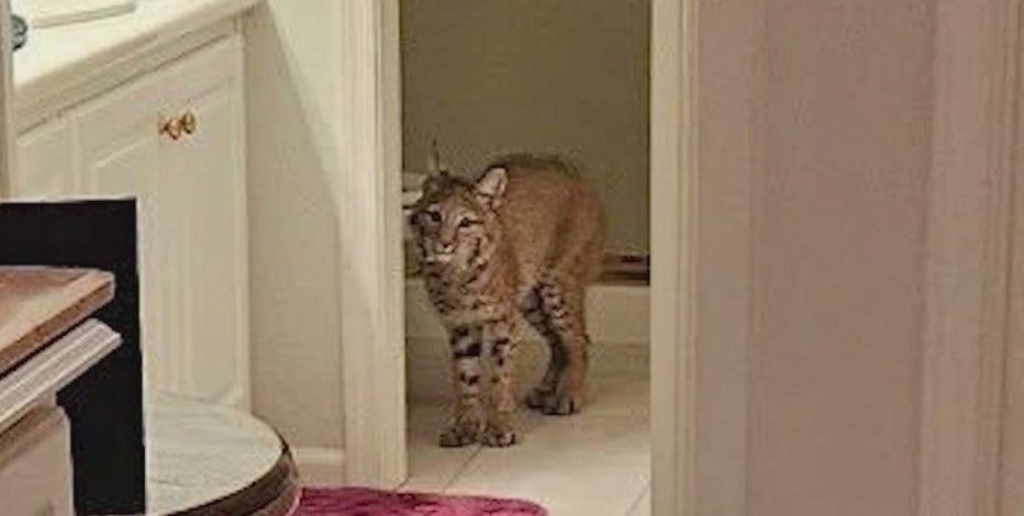 The Scottsdale couple behind a bobcat and her baby's rescue