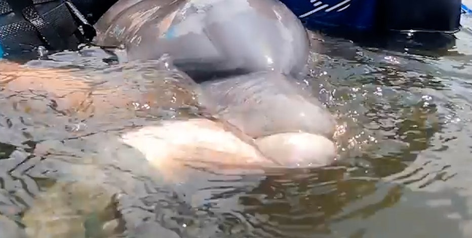 Dolphin and her baby rescued after being trapped in pond for 2 years