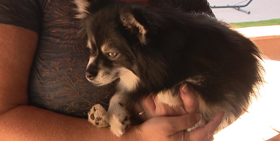 Some Sun City residents frustrated over coyote attacks