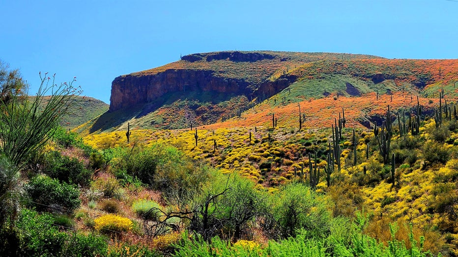 What a lovely sight this is, especially as we continue to deal with excessive heat! Thanks Pamela Barthel for sharing!