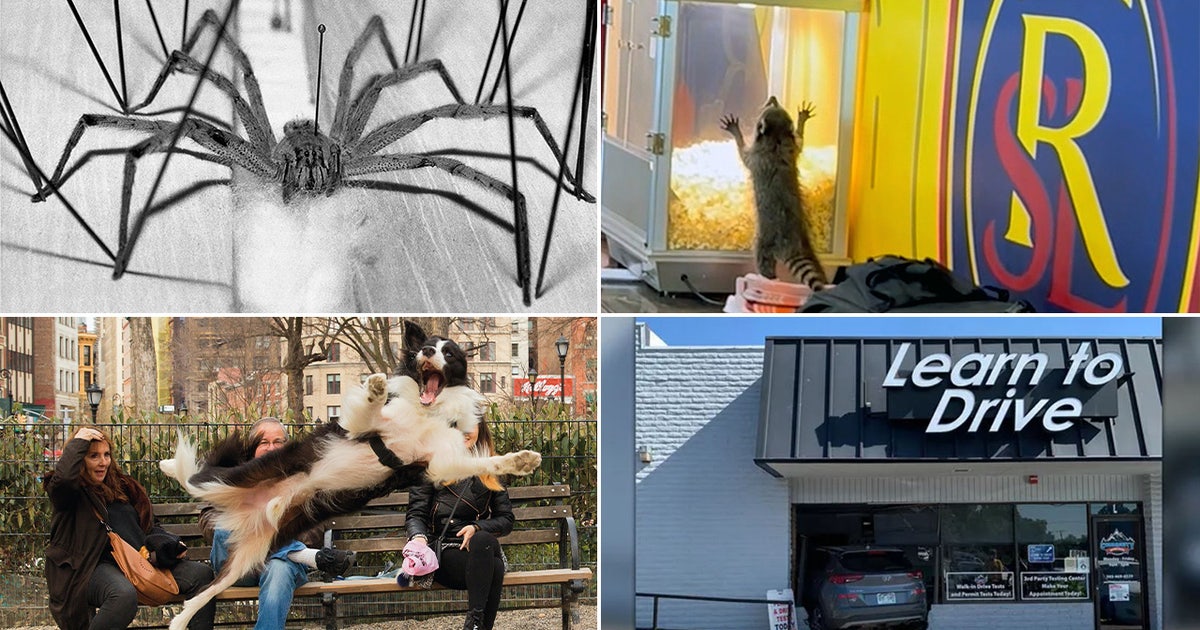 Spider Raccon Spider with erection-inducing bite, death hoax, raccoon chaos: This ...