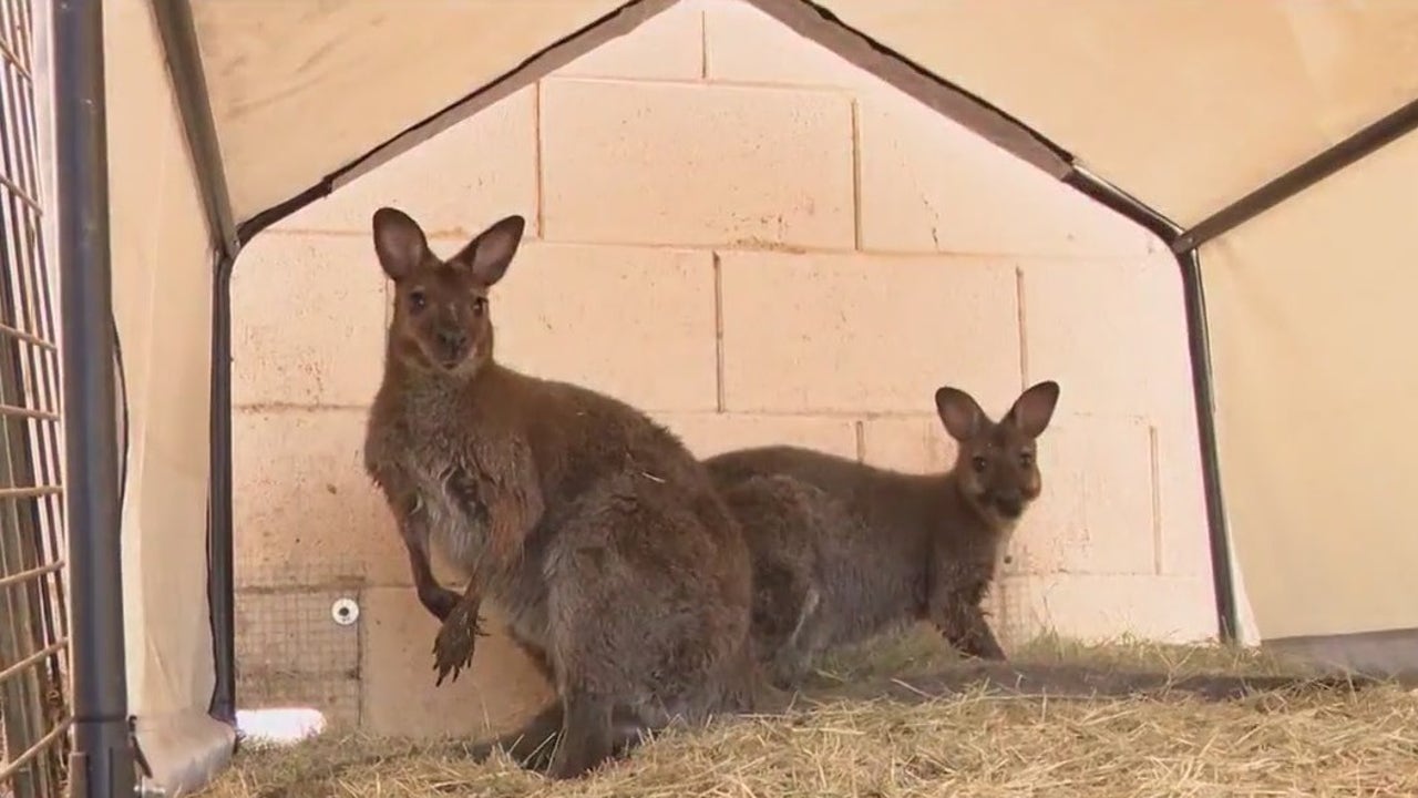 Rock-wallaby rescue