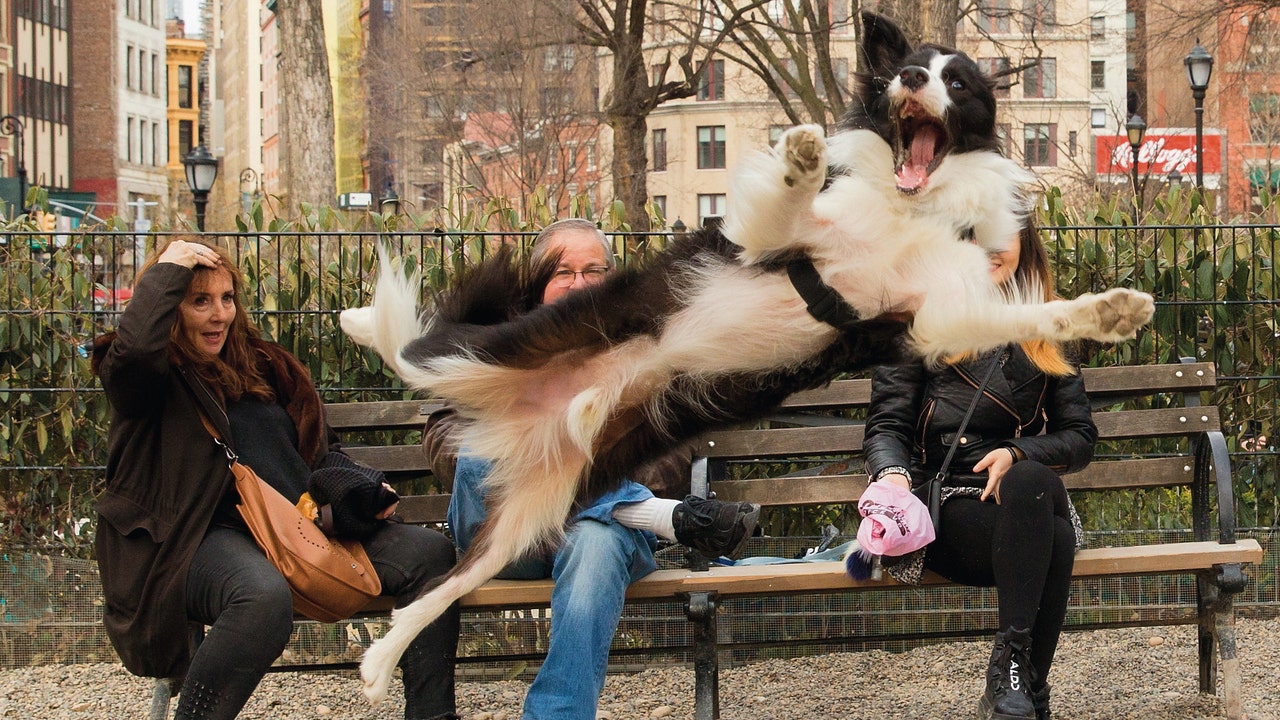 Comedy Pet Photography contest winners announced: See the funny photos - Vimarsana News