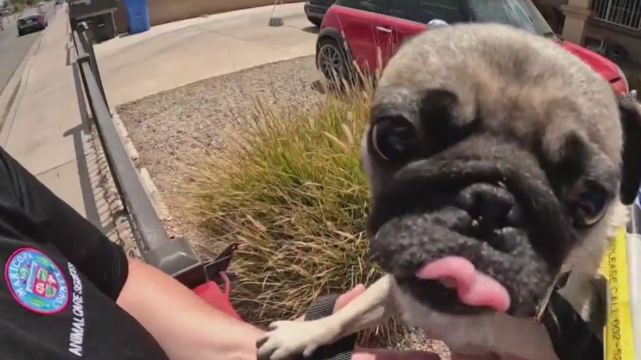 Treadmill Time: Maricopa County Dogs Get Cool Exercise During Hot