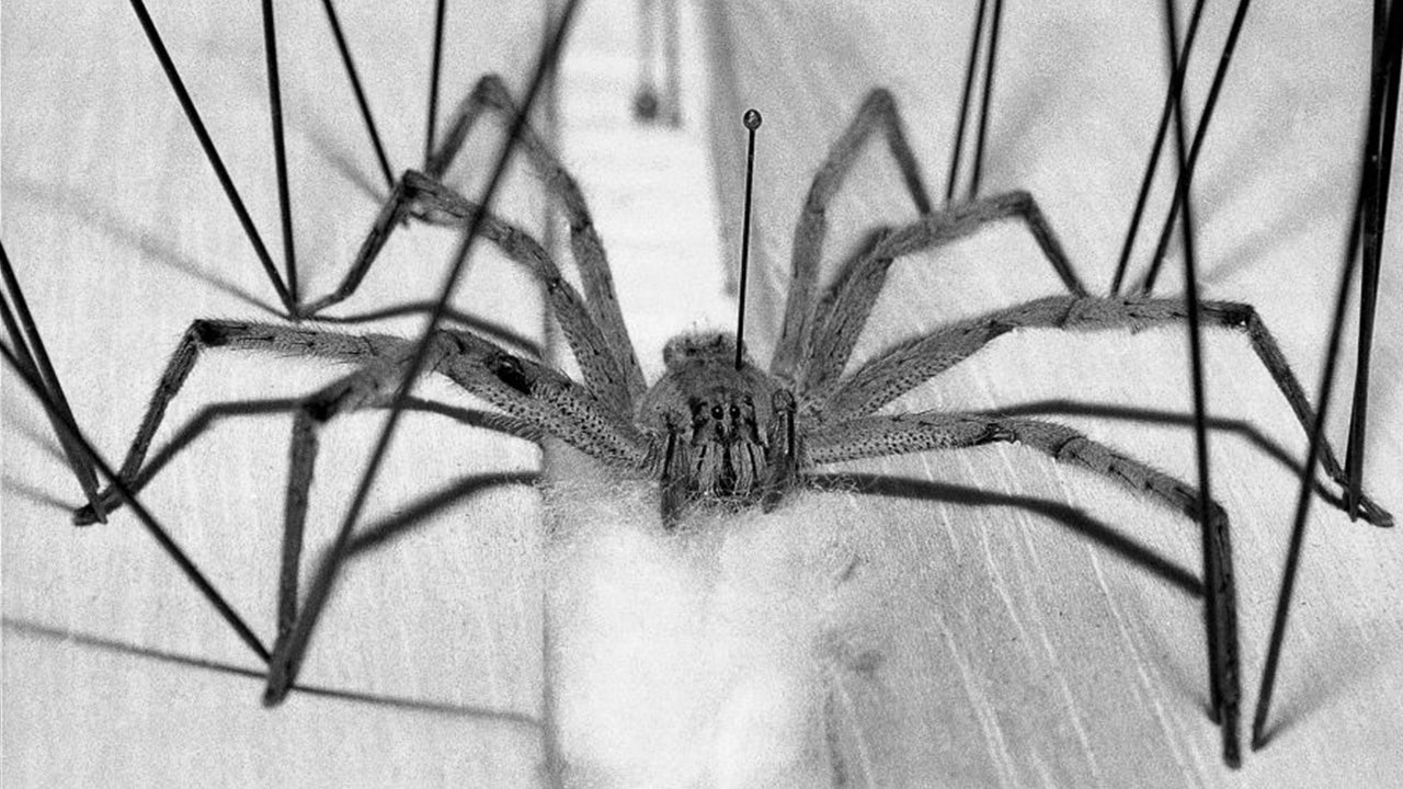 Spider with erection-inducing bite shuts down supermarket, but