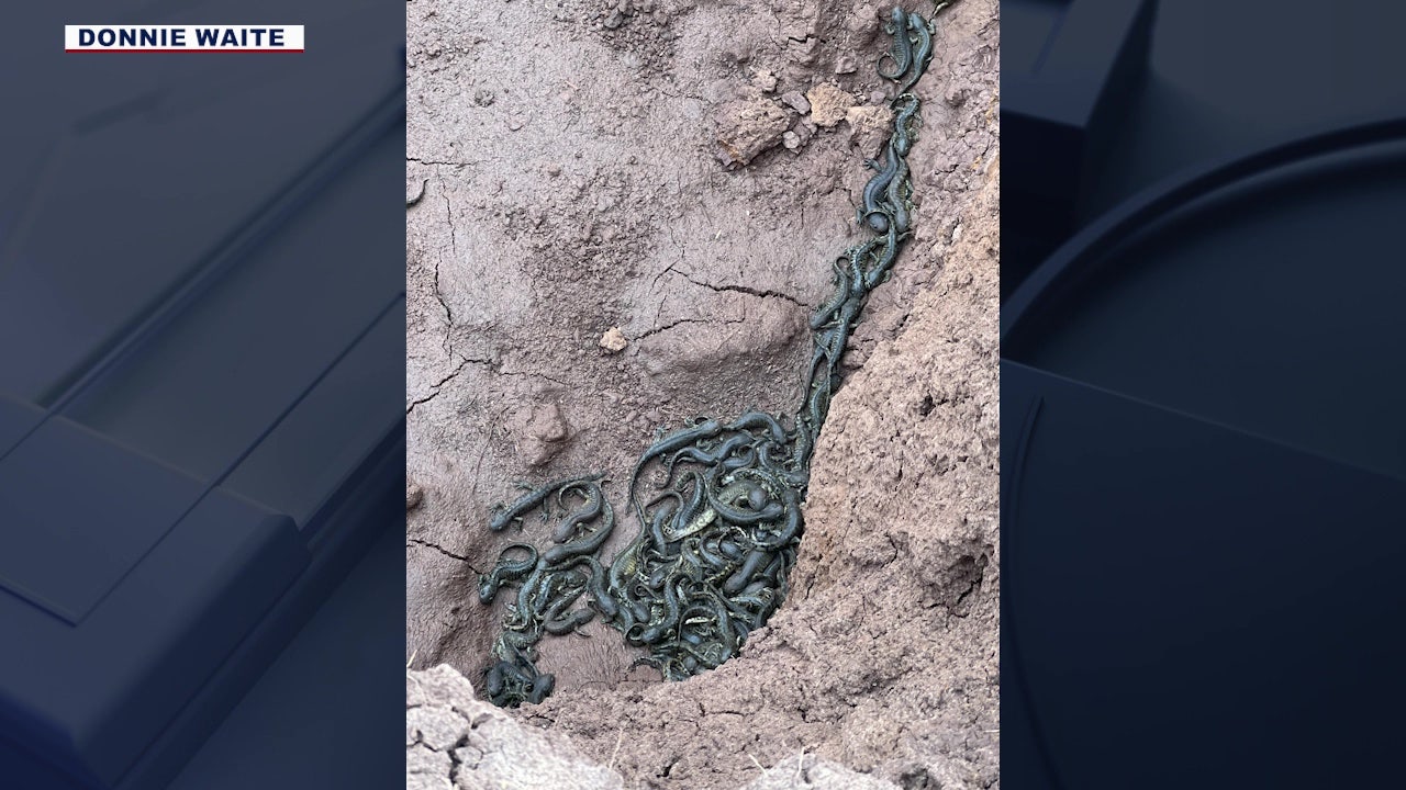 Arizona high country experiencing ‘salamander invasion’ of sorts